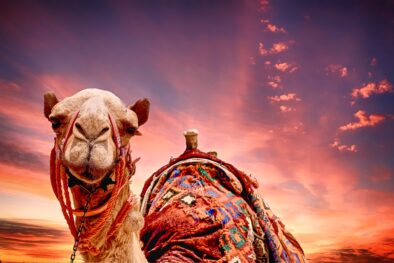 Paseo en camello Una noche en el desierto.
