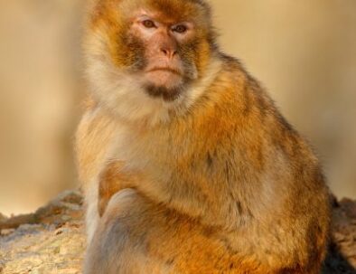 depositphotos_102969000-stock-photo-barbary-macaque-sitting-on-the.jpg