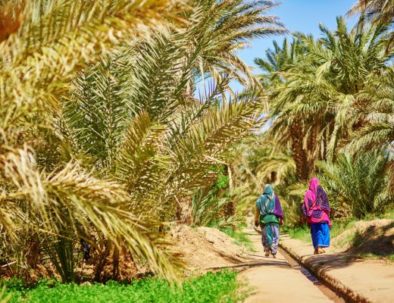 Oasis of Hassi labied