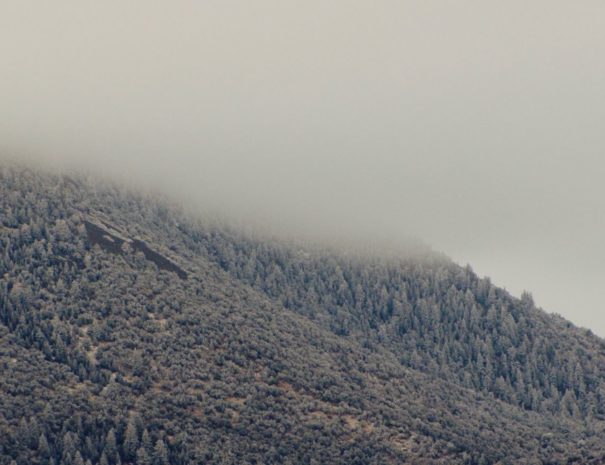 Overview of cedar trees