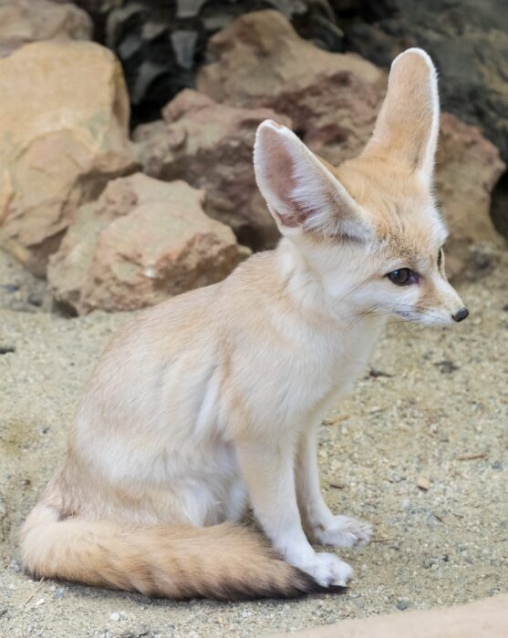 Sahara Desert Morocco fox